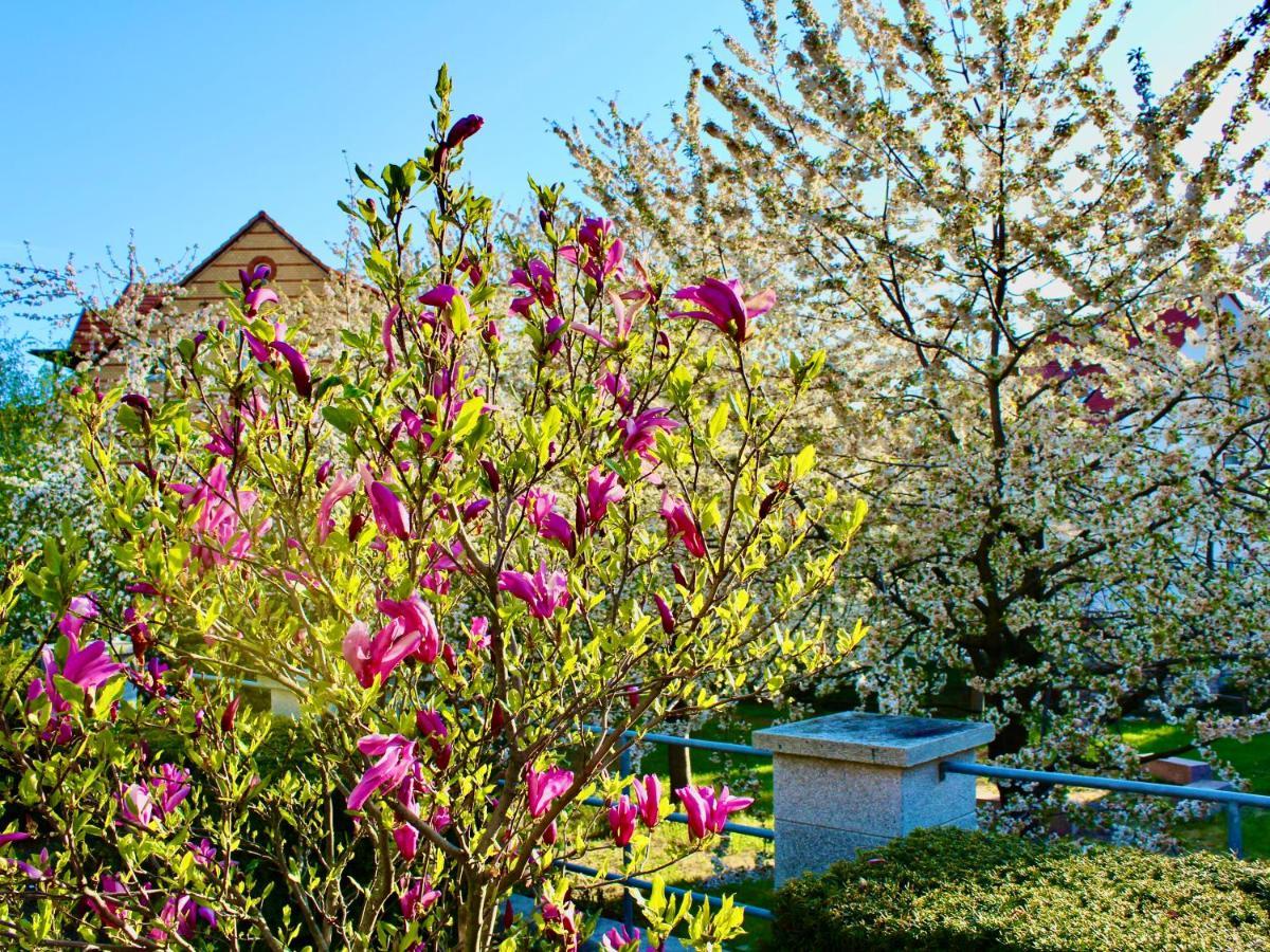 Pension Kurhausblick Bad Suderode Buitenkant foto